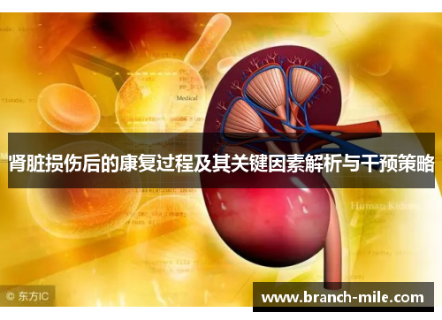 肾脏损伤后的康复过程及其关键因素解析与干预策略 肾脏损伤后的康复过程及其关键因素解析与干预策略